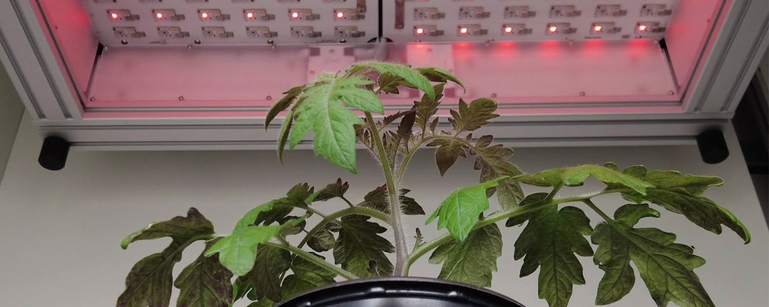 Phenovation-fenotyping-with-USoft-low-code