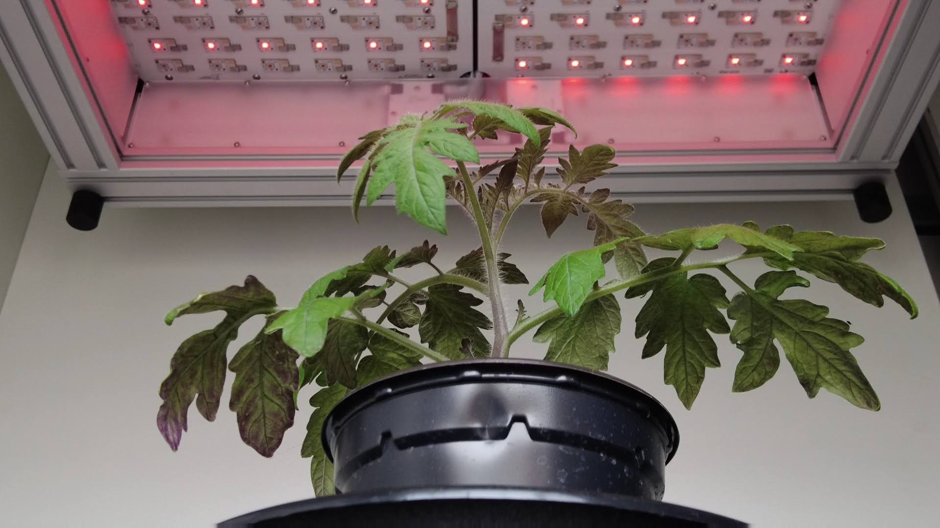 Success-story-PhenoVation